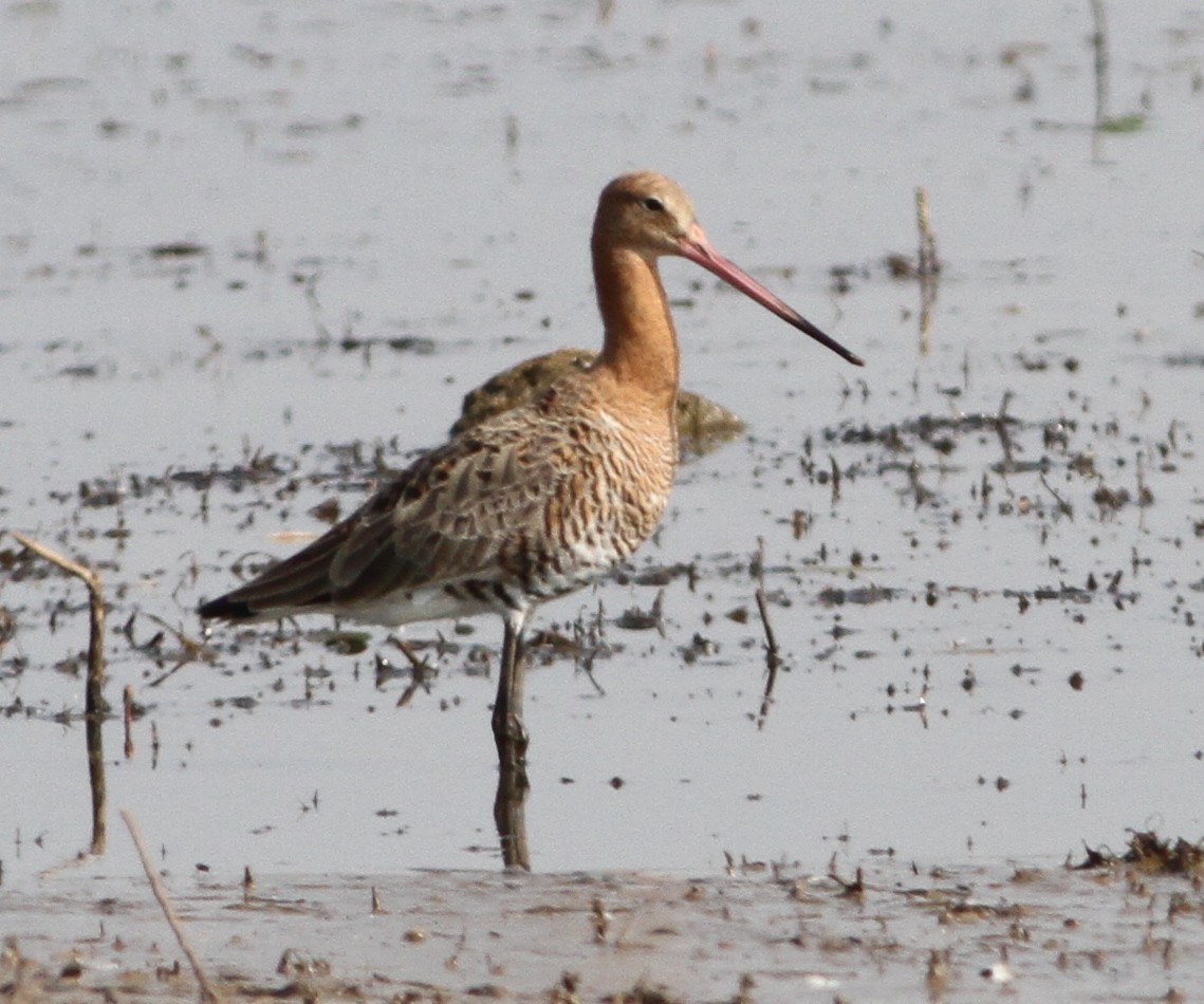 Black-tailed Godwit - ML146840711