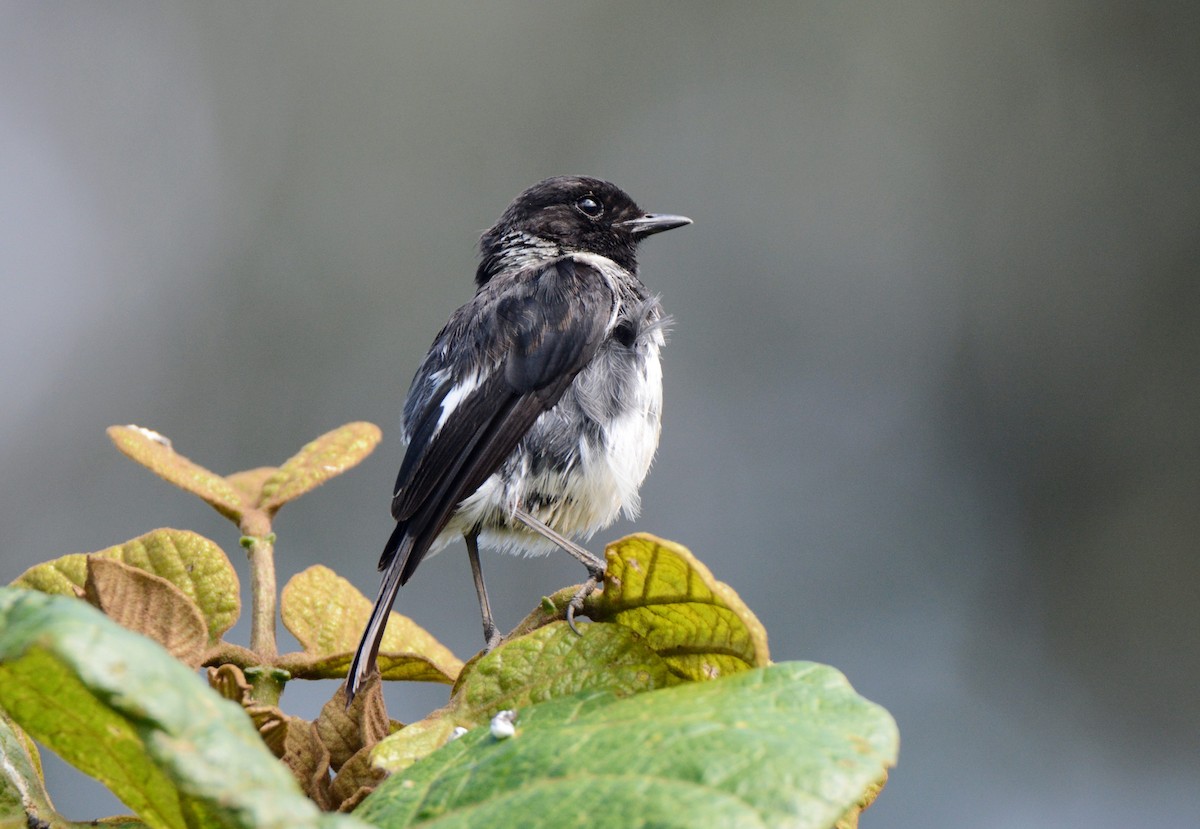 African Stonechat (Ethiopian) - Kyle Kittelberger