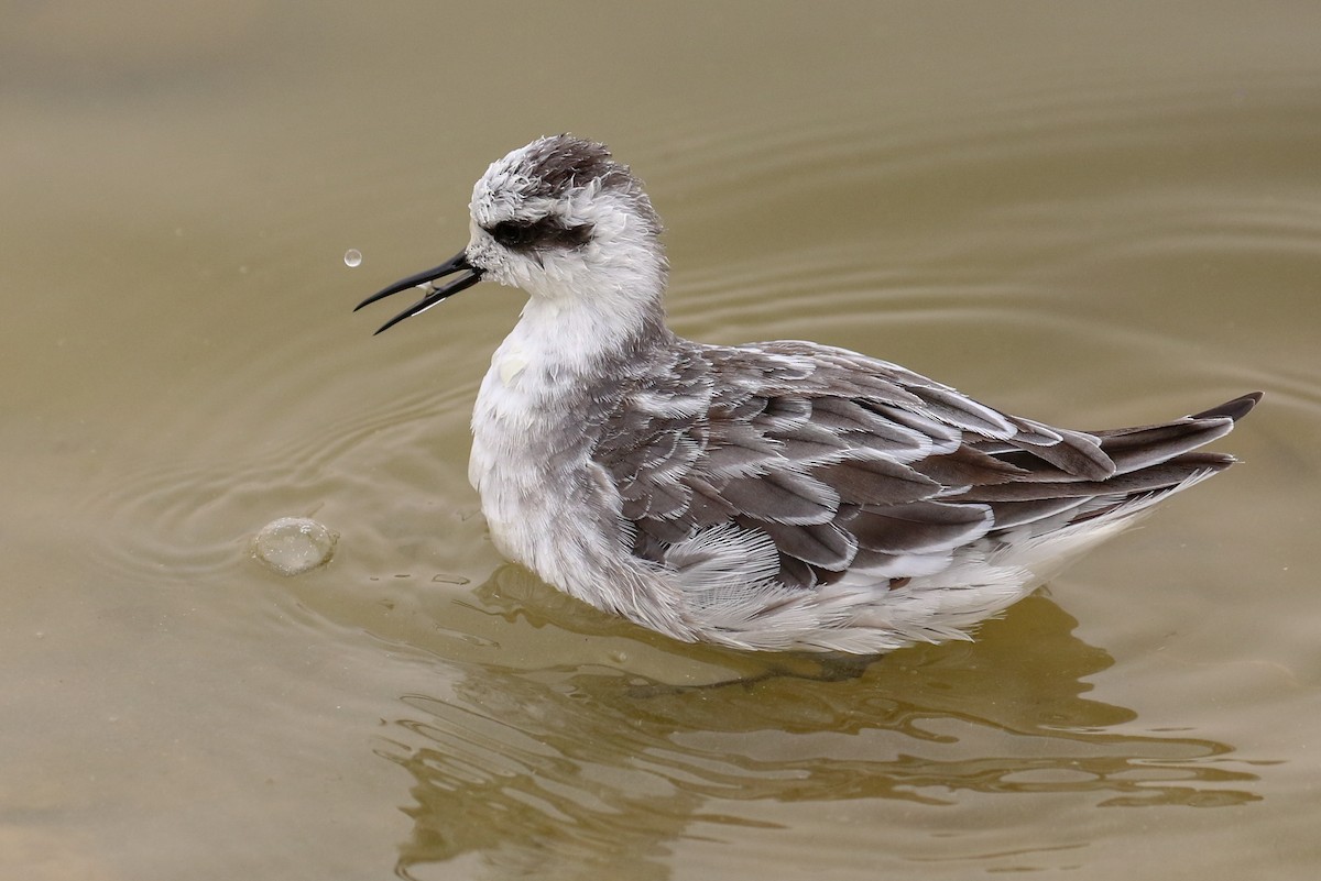 Red-necked Phalarope - Laurent Esselen