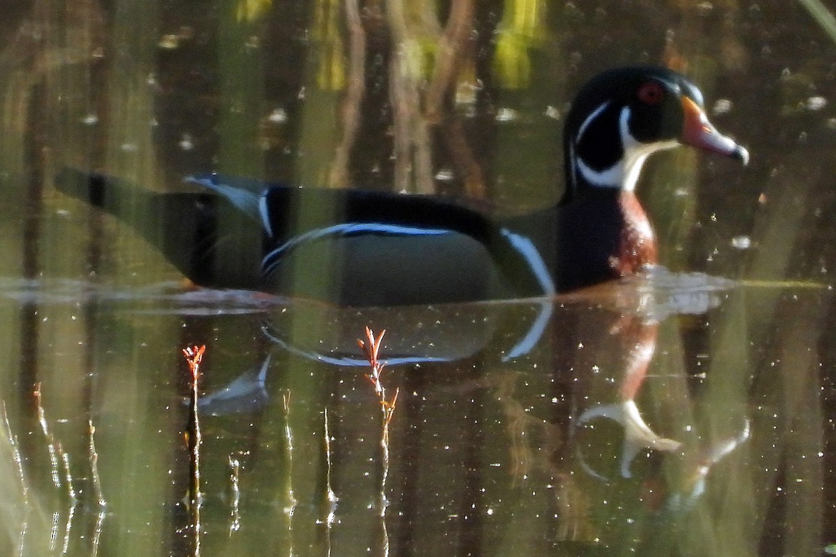 Wood Duck - Dan Kralis