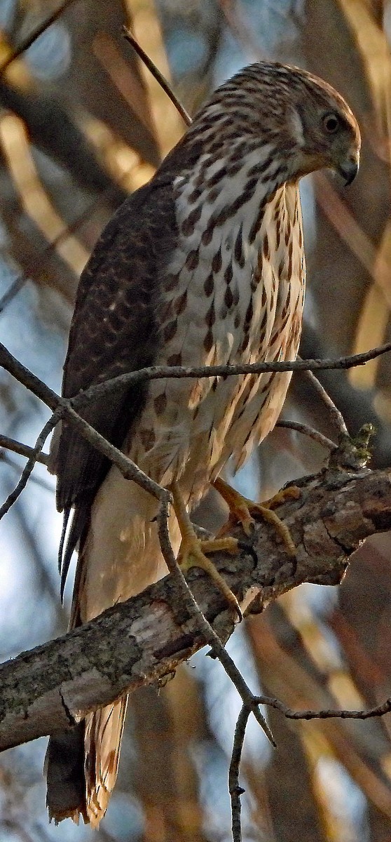 Cooper's Hawk - ML146847561