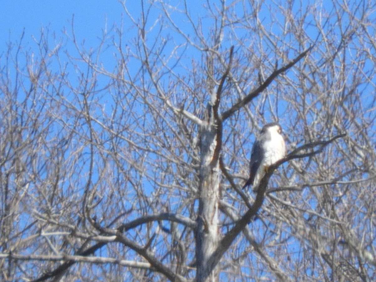 Peregrine Falcon - ML146847911