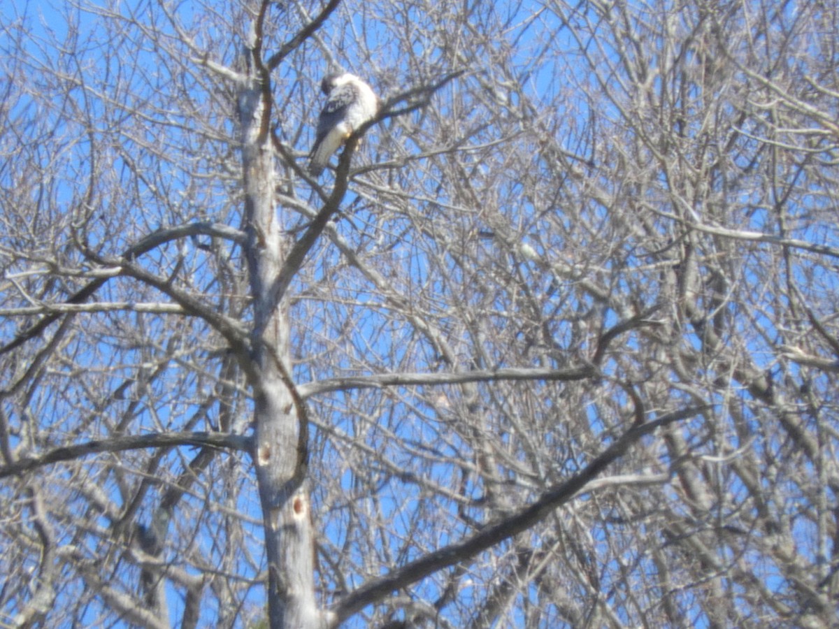 Peregrine Falcon - ML146847921