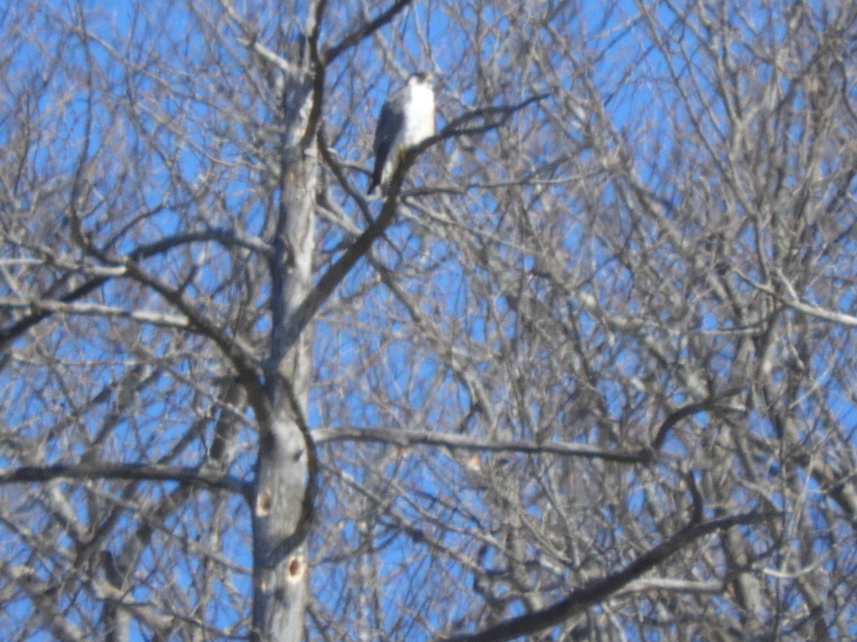 Peregrine Falcon - ML146847931