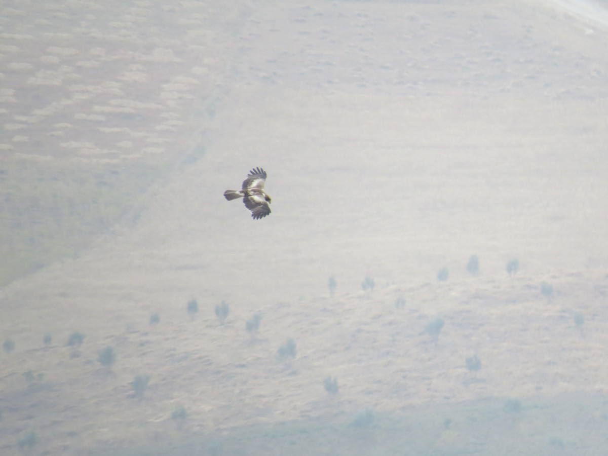 Booted Eagle - ML146848281
