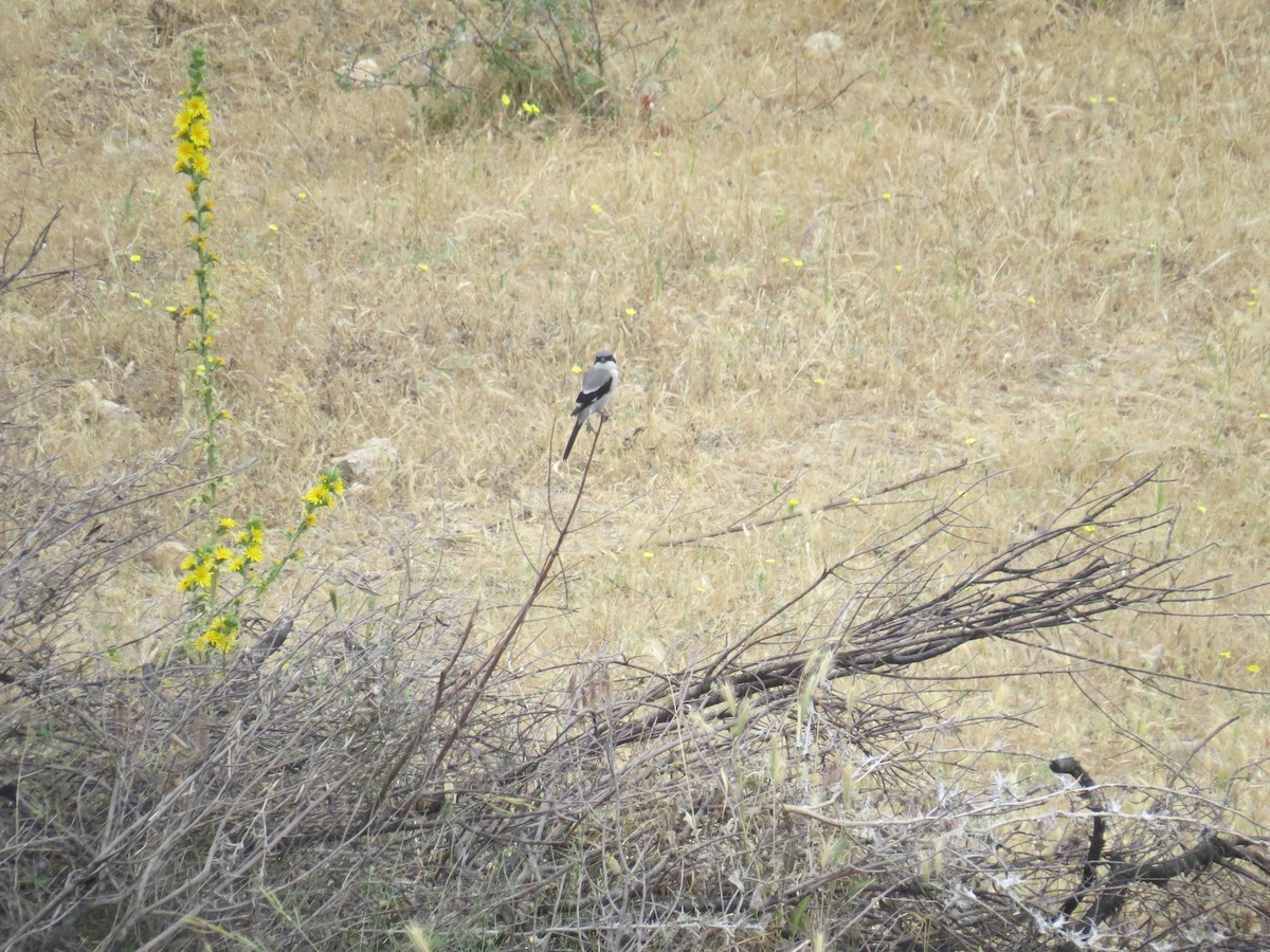 Great Gray Shrike - ML146848441