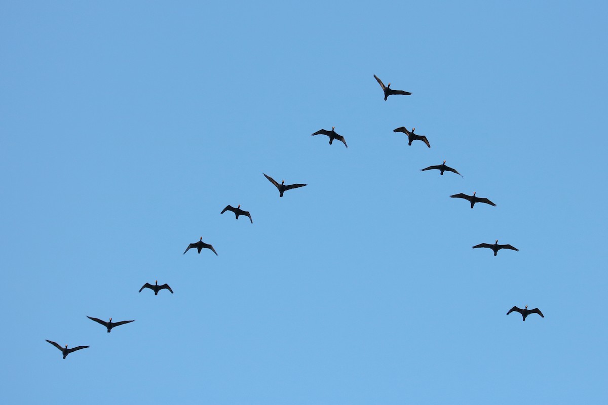 Double-crested Cormorant - Colin Sumrall