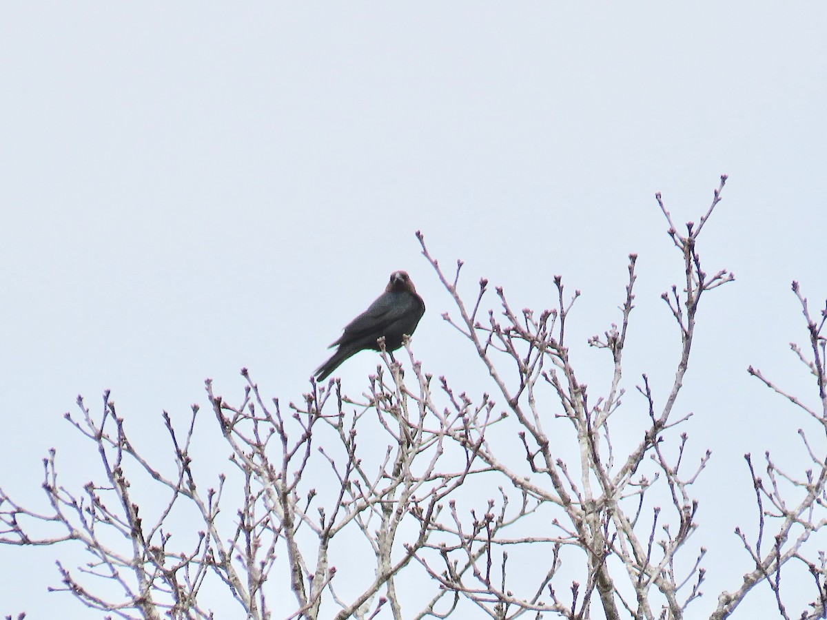 Brown-headed Cowbird - ML146848961