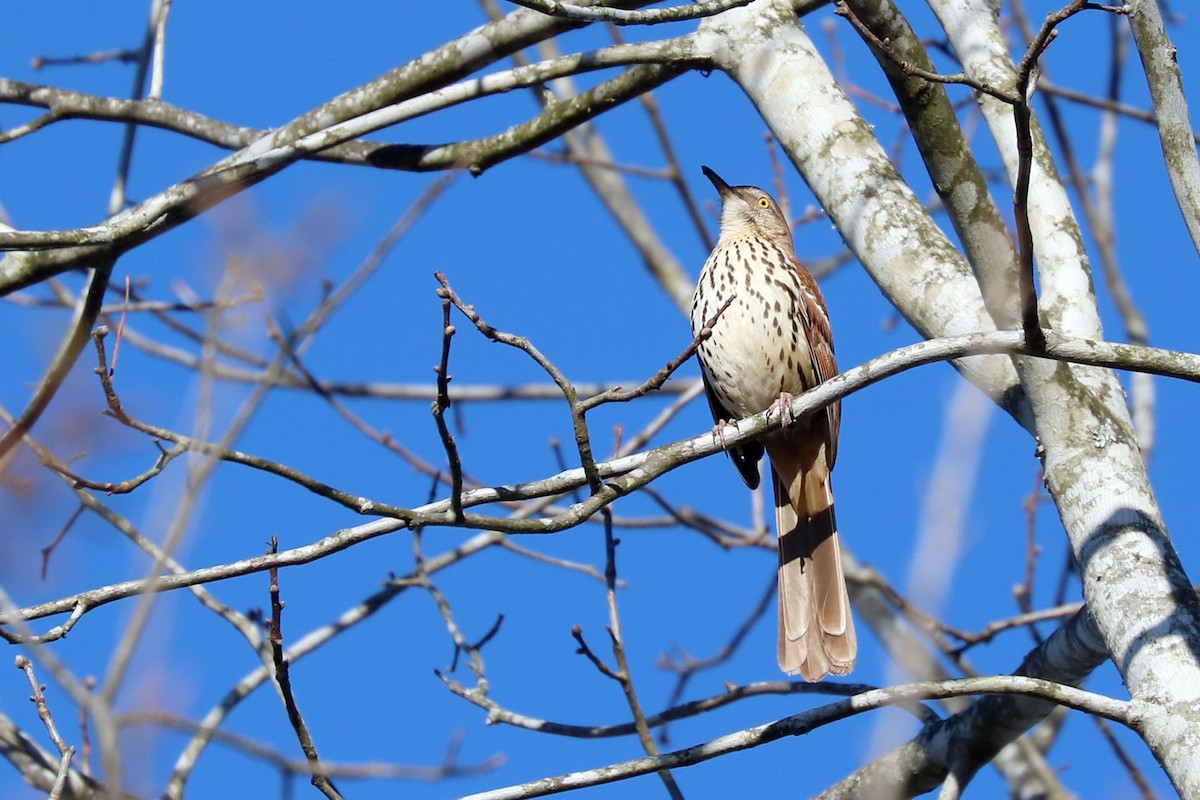 Brown Thrasher - ML146849031