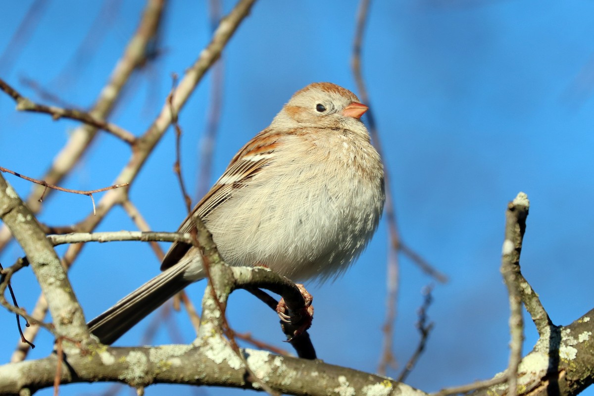 Field Sparrow - ML146849131