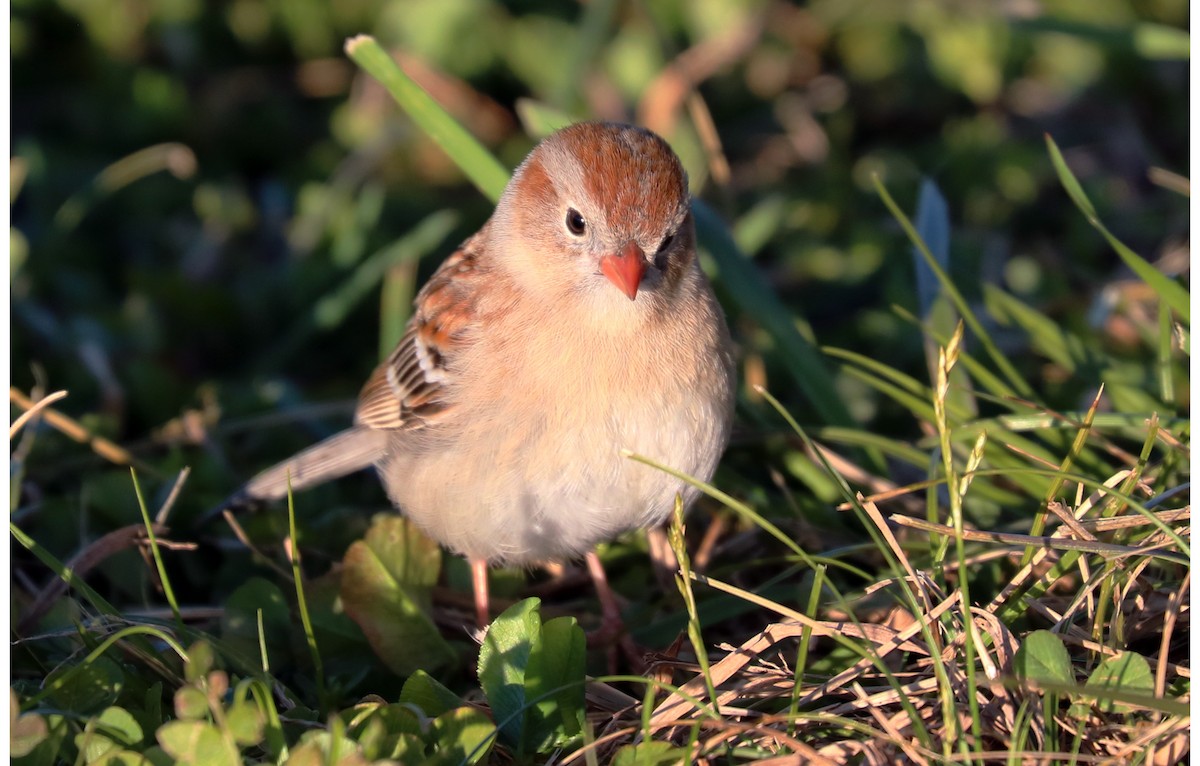 Field Sparrow - ML146849141