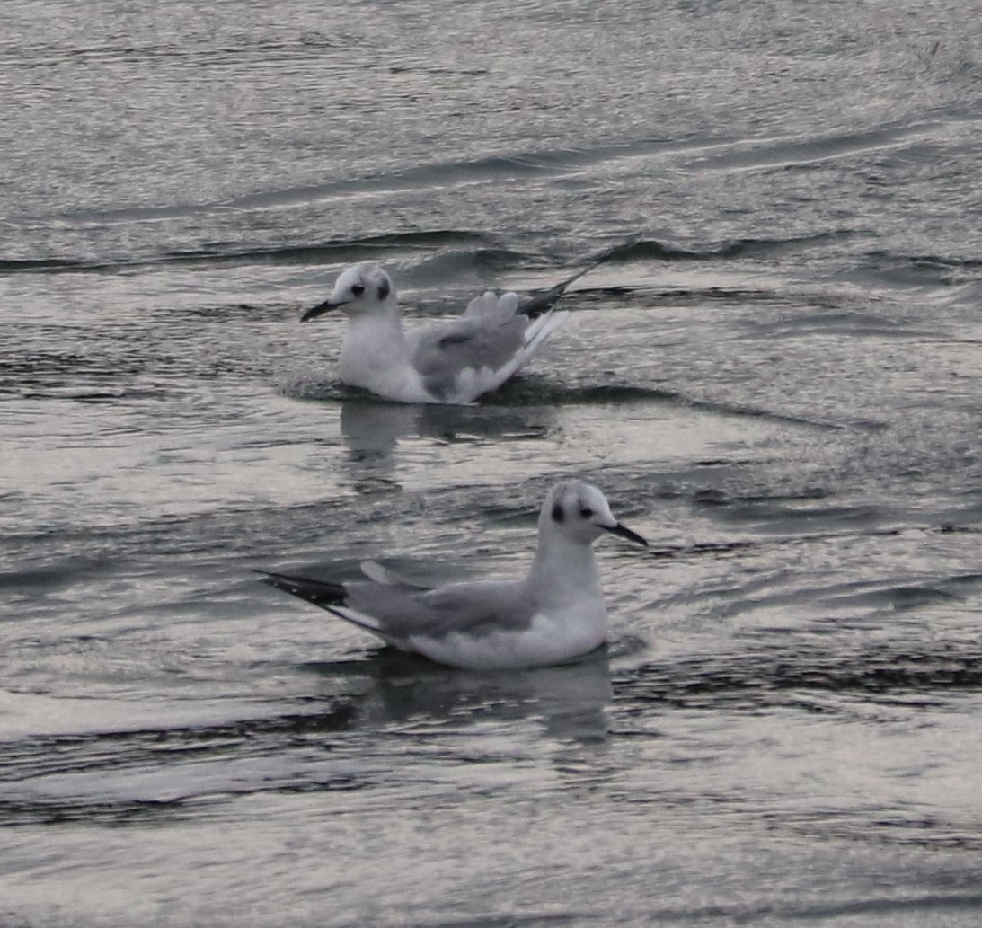 Bonaparte's Gull - ML146852361