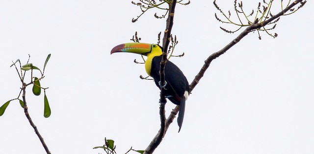 Keel-billed Toucan - ML146852641