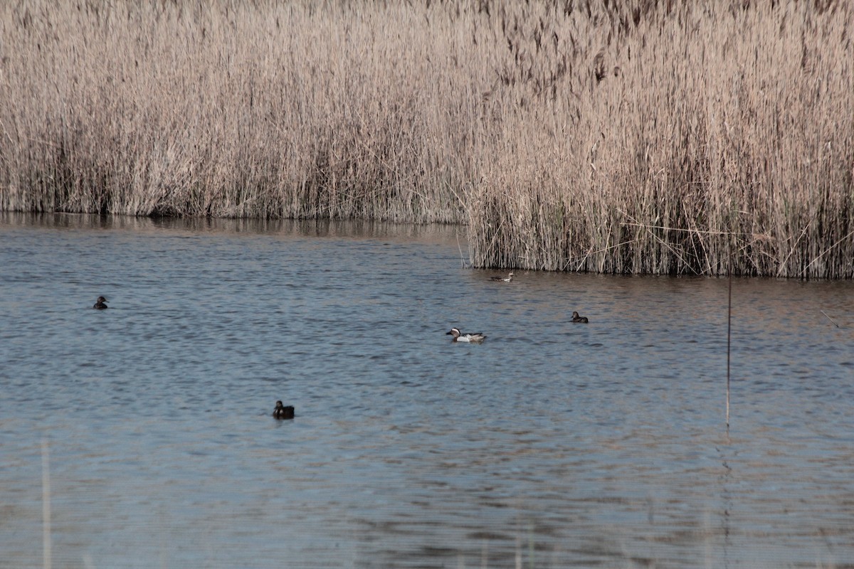 Garganey - Kathryn Ramsay