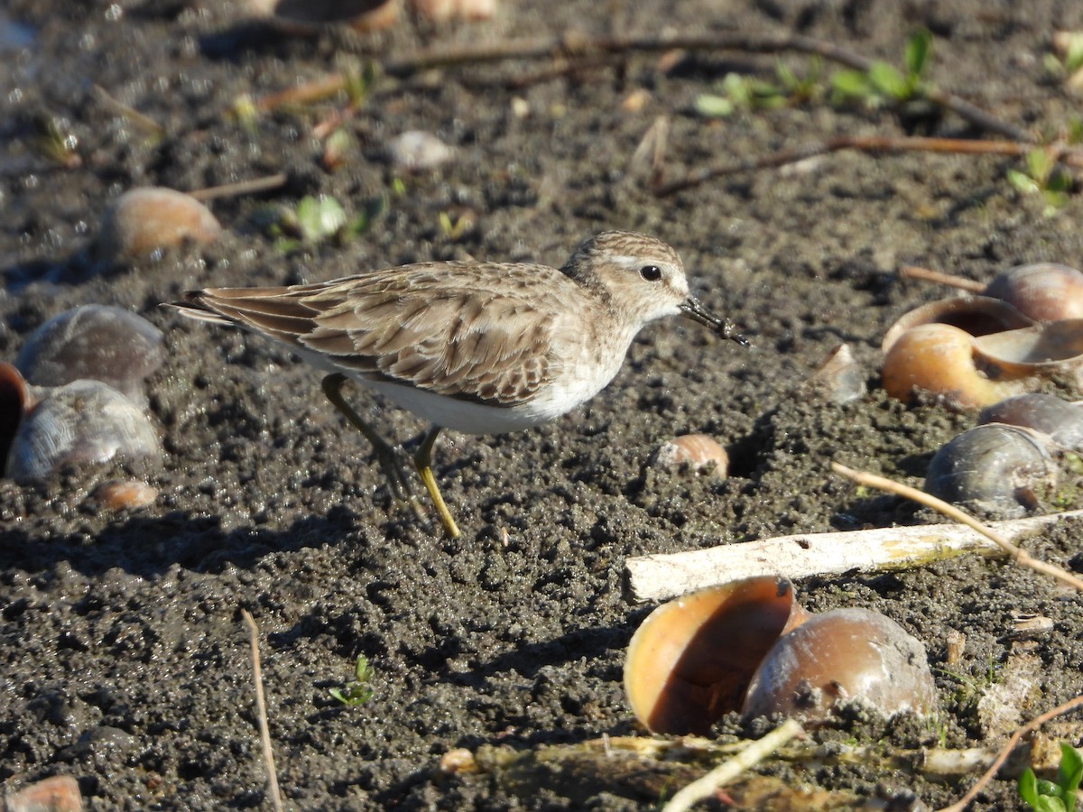 Least Sandpiper - ML146853311