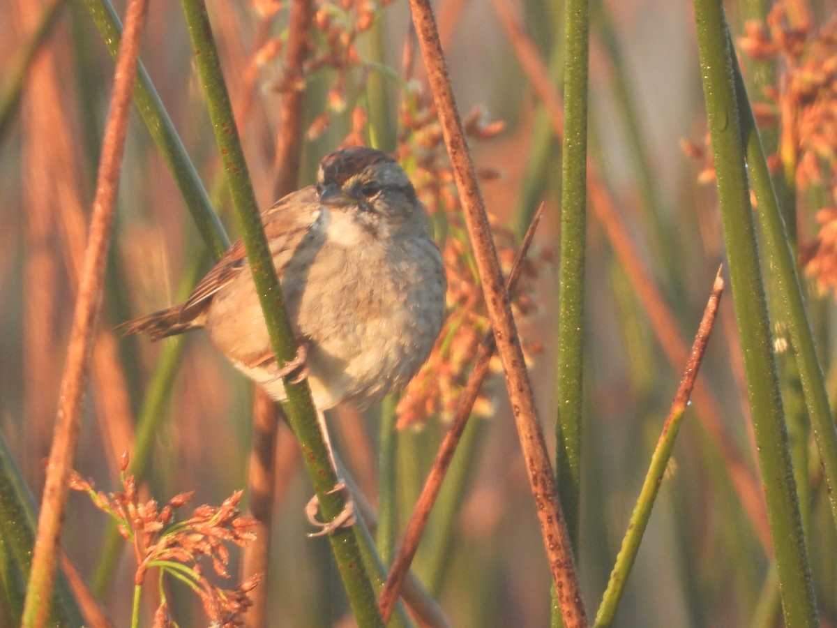 Swamp Sparrow - ML146853611