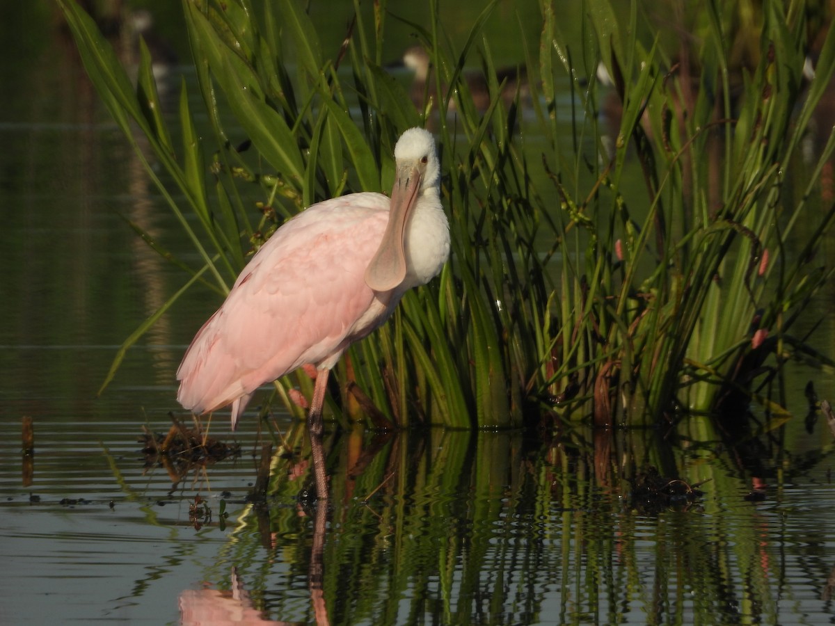 Roseate Spoonbill - ML146853731