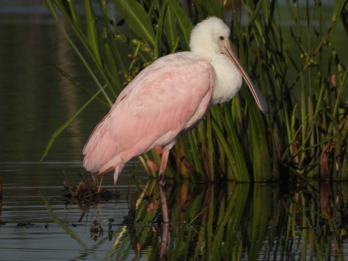 Roseate Spoonbill - ML146853741