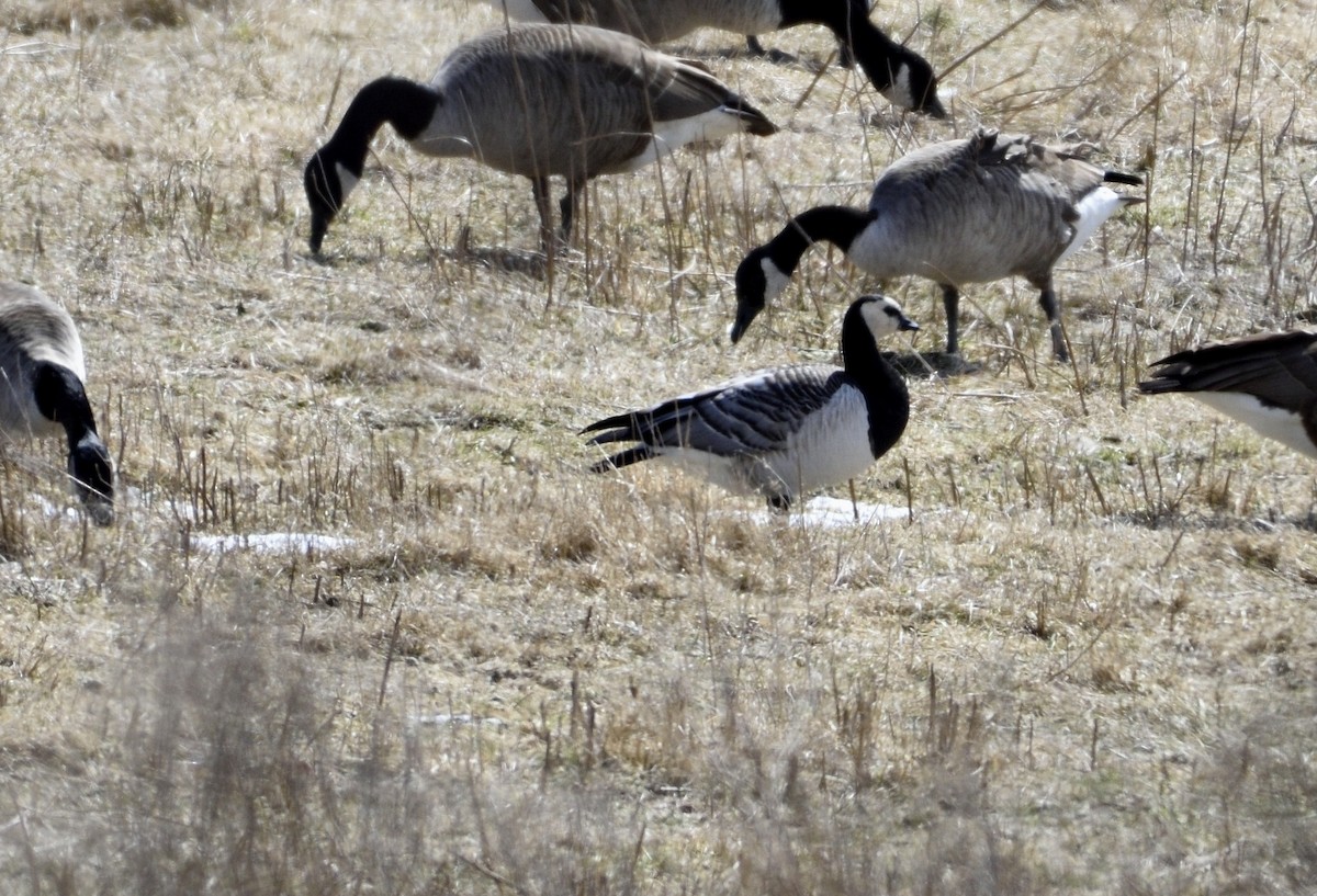 Barnacle Goose - ML146853781