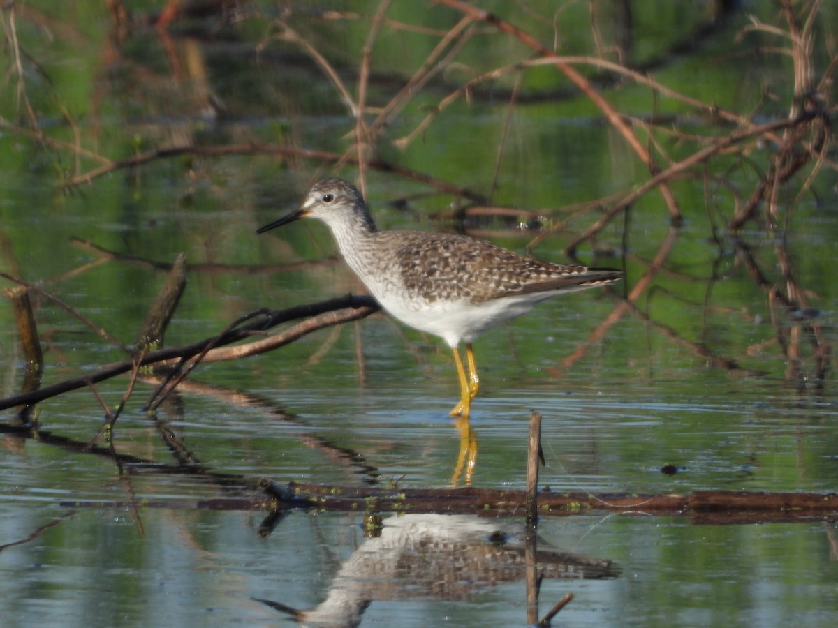 Lesser Yellowlegs - ML146854101