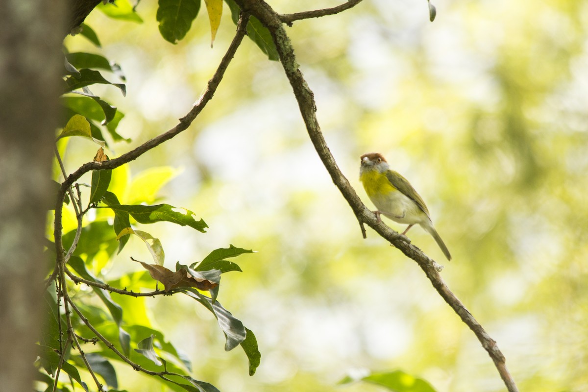 Rufous-browed Peppershrike - Edilson Torres Rodríguez