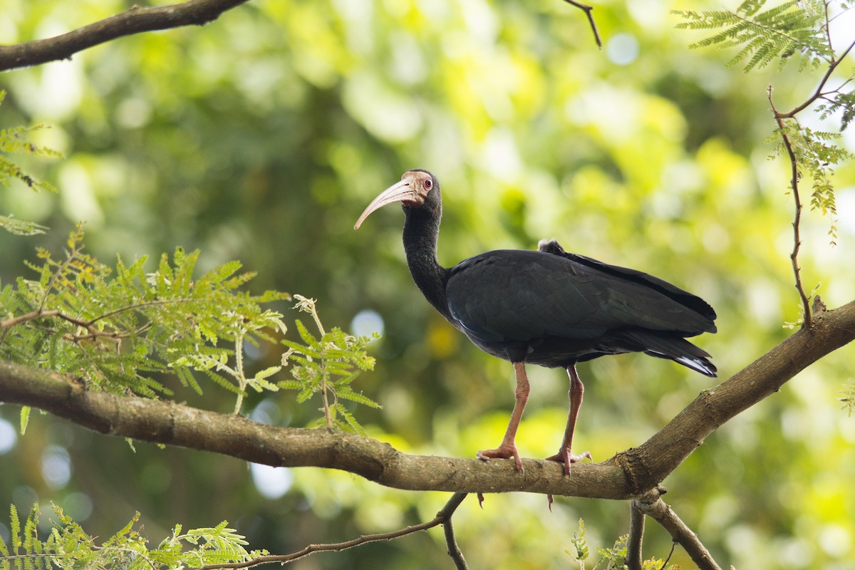 Bare-faced Ibis - Edilson Torres Rodríguez