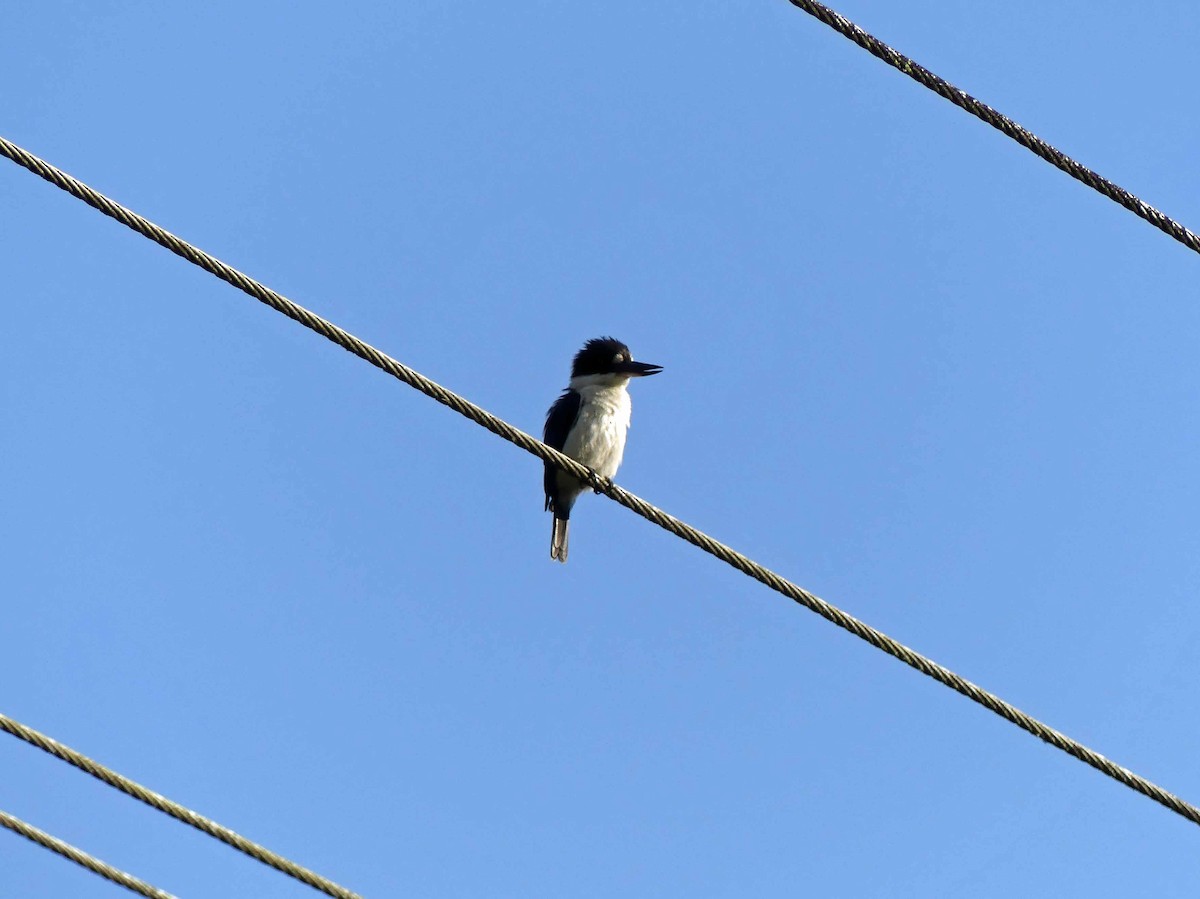 Forest Kingfisher - ML146860891