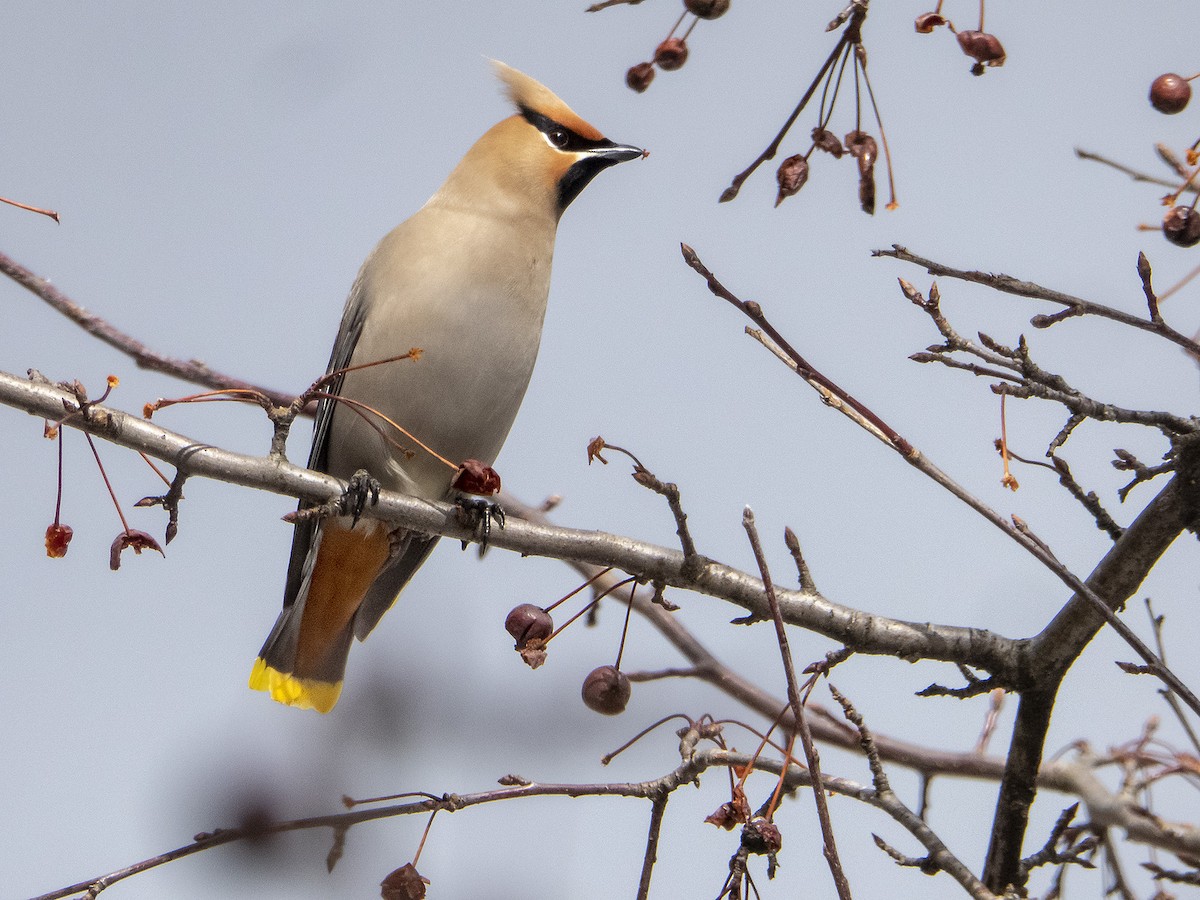 Bohemian Waxwing - ML146861801