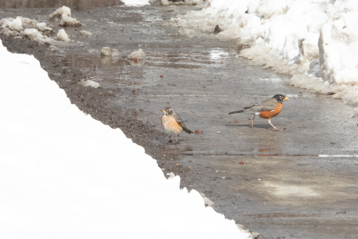 American Robin - ML146861841