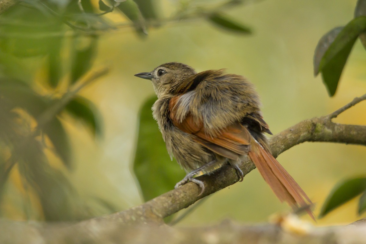 Plain-crowned Spinetail - ML146862711