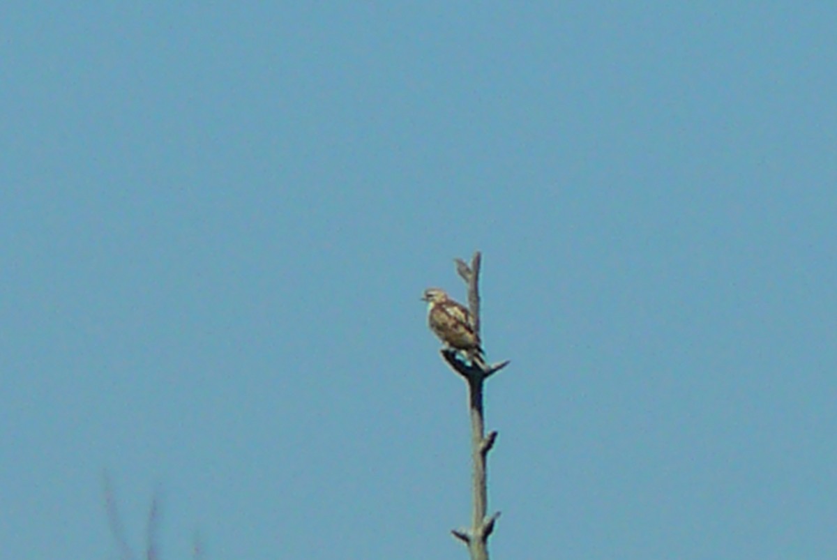 Red-tailed Hawk - Renee  Sawyer