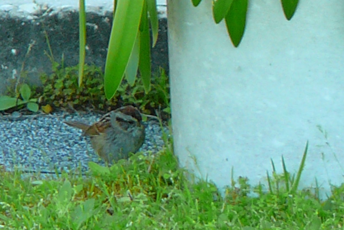 Swamp Sparrow - ML146863211