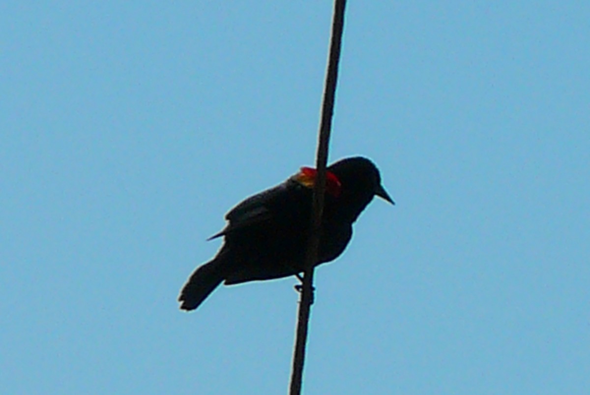 Red-winged Blackbird - ML146863261