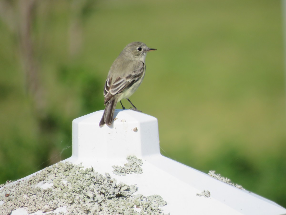 Gray Flycatcher - ML146863881