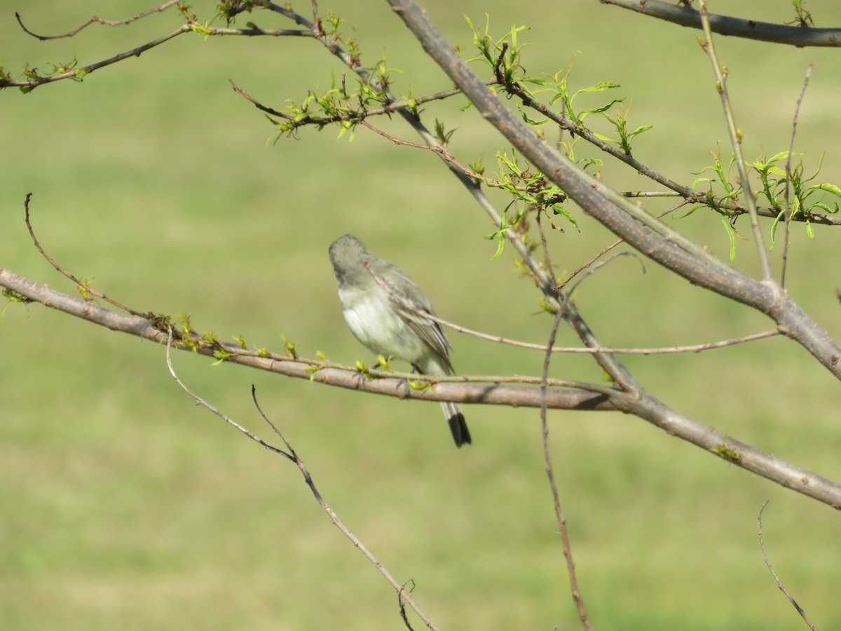 Gray Flycatcher - ML146864211