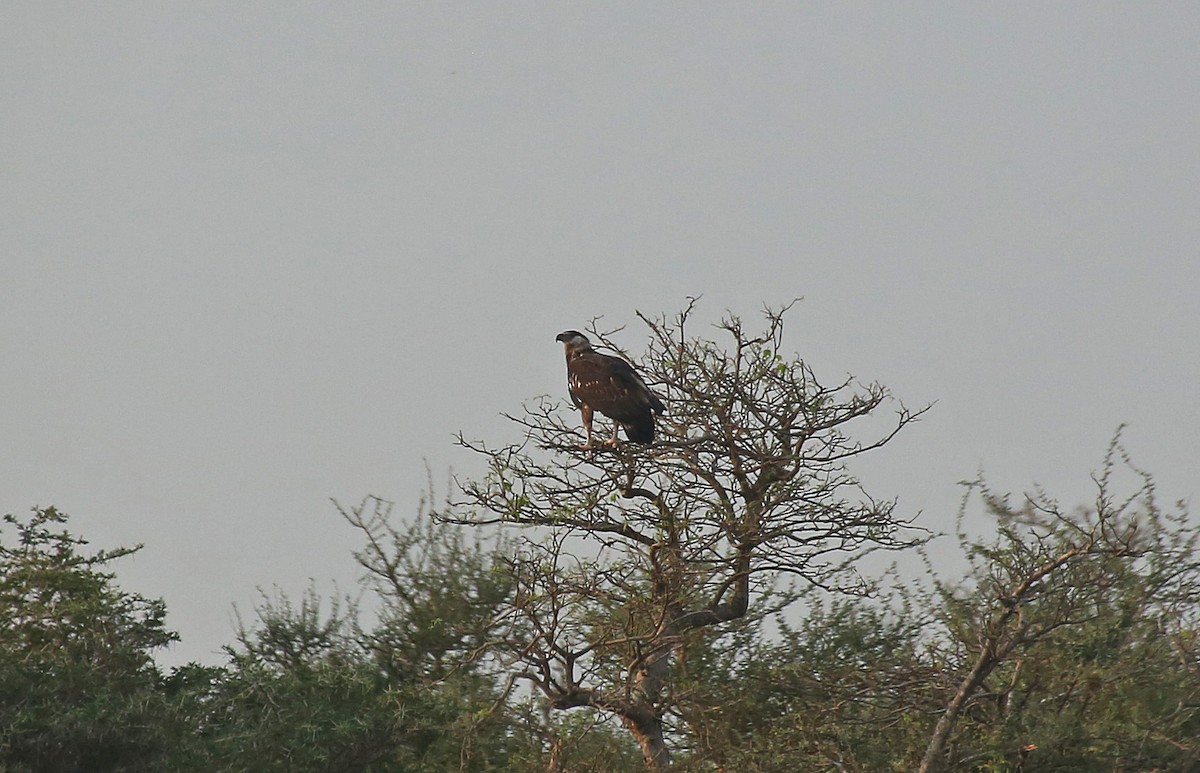 African Fish-Eagle - ML146868111