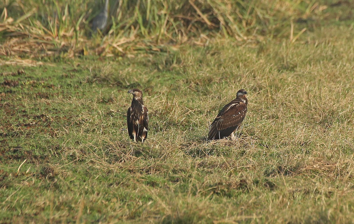 African Fish-Eagle - ML146868221