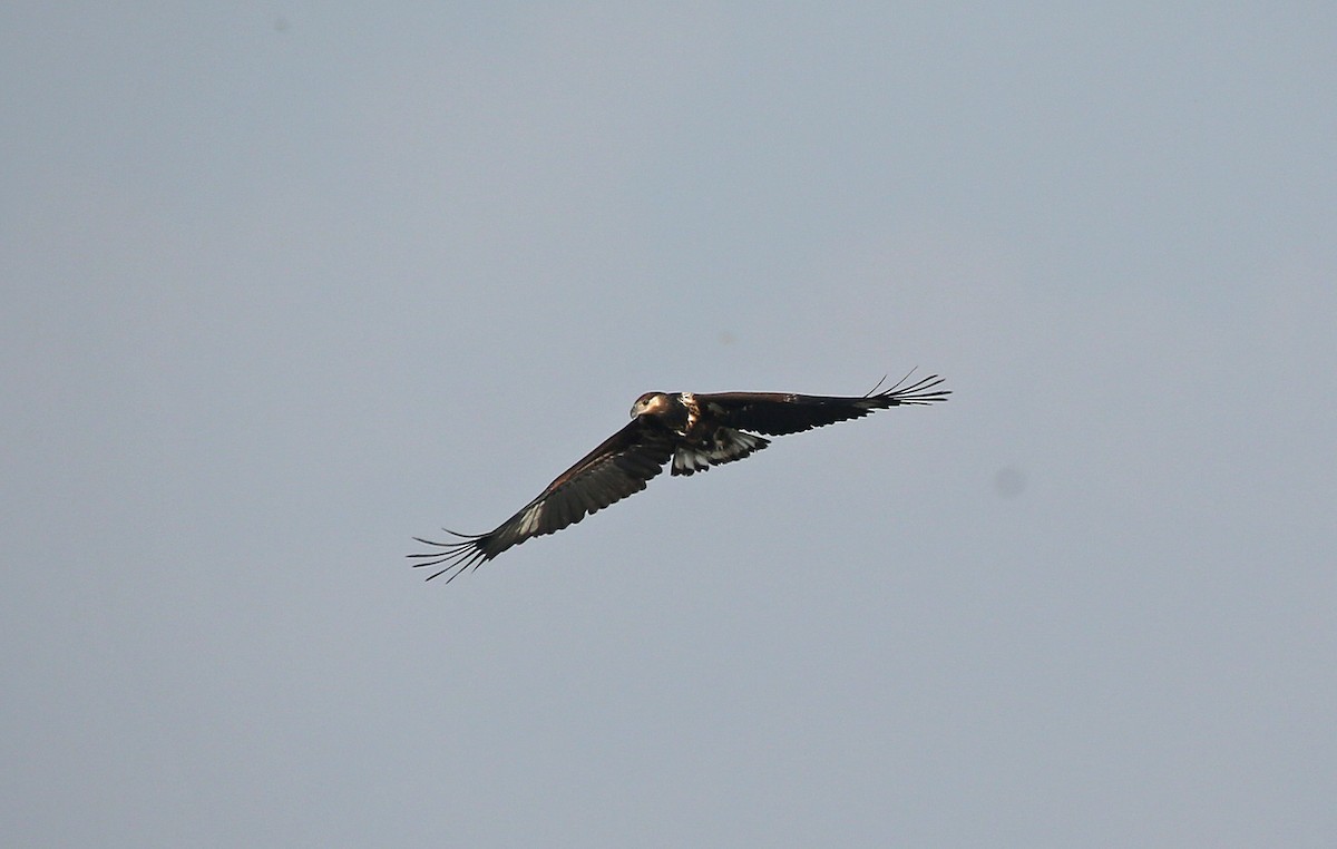 African Fish-Eagle - ML146868271