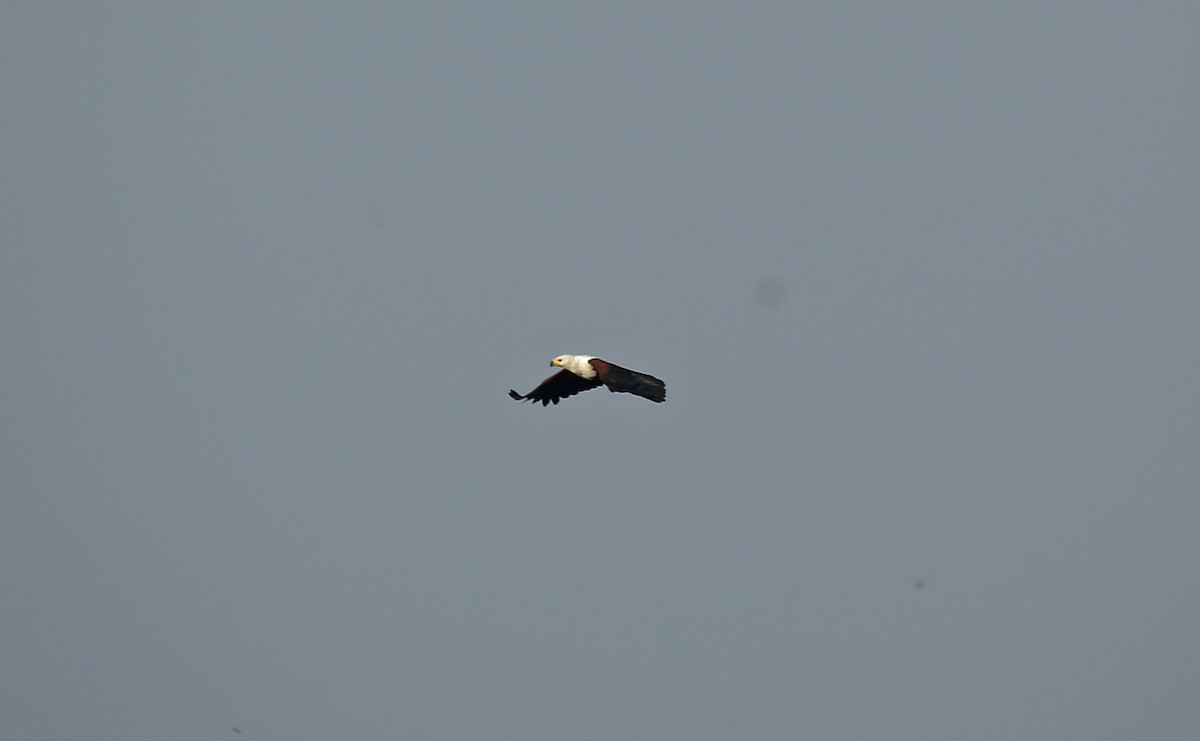 African Fish-Eagle - ML146868341