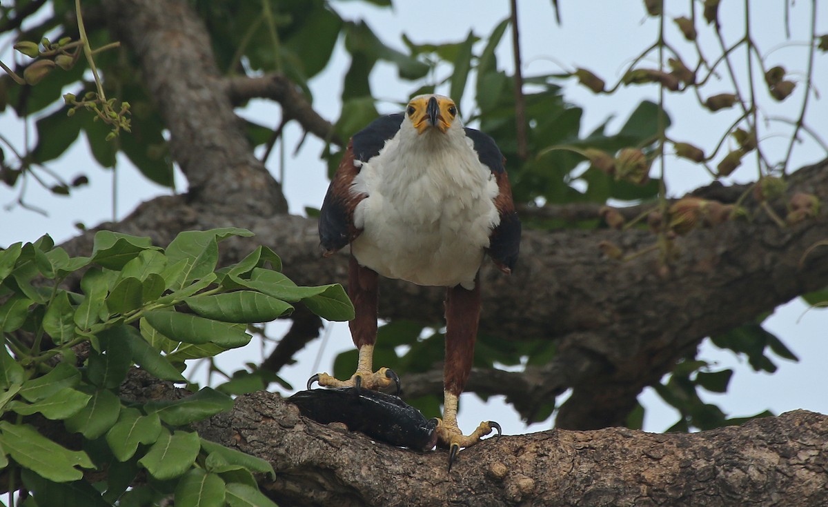 African Fish-Eagle - ML146868381