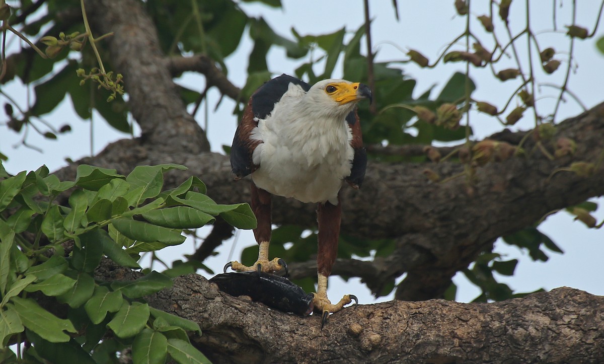 African Fish-Eagle - Paul Chapman