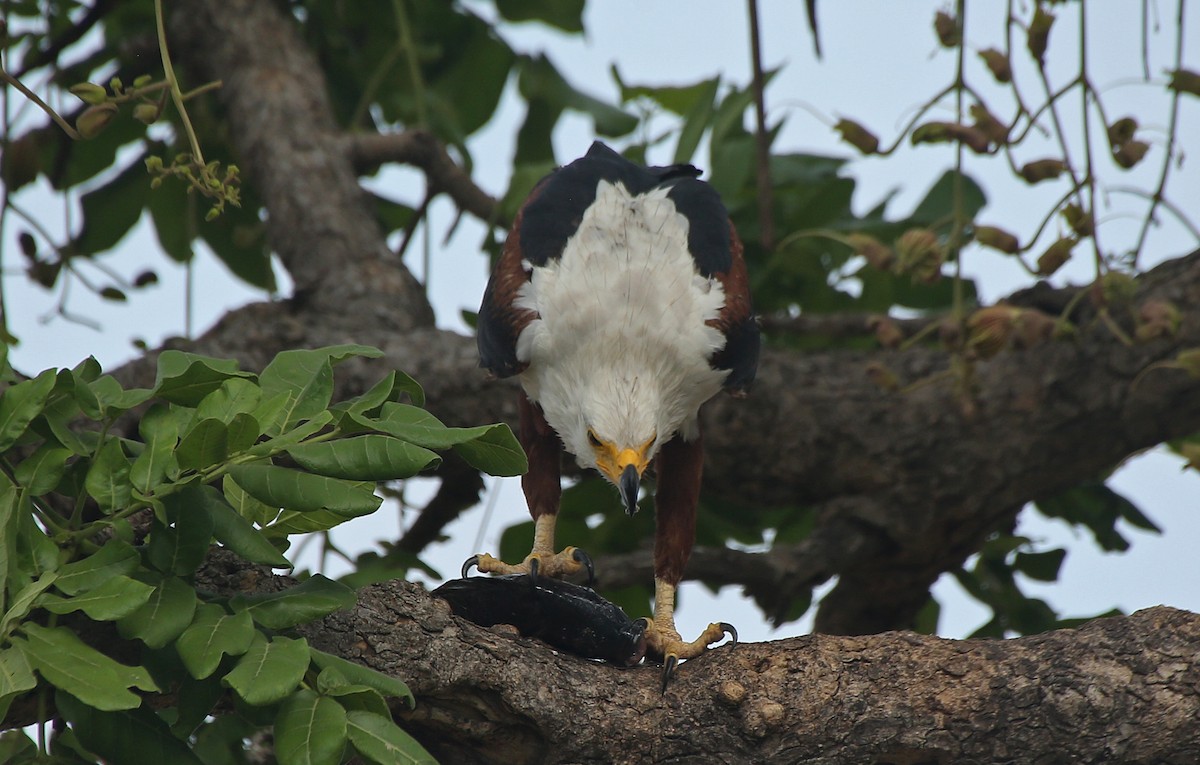 African Fish-Eagle - ML146868491