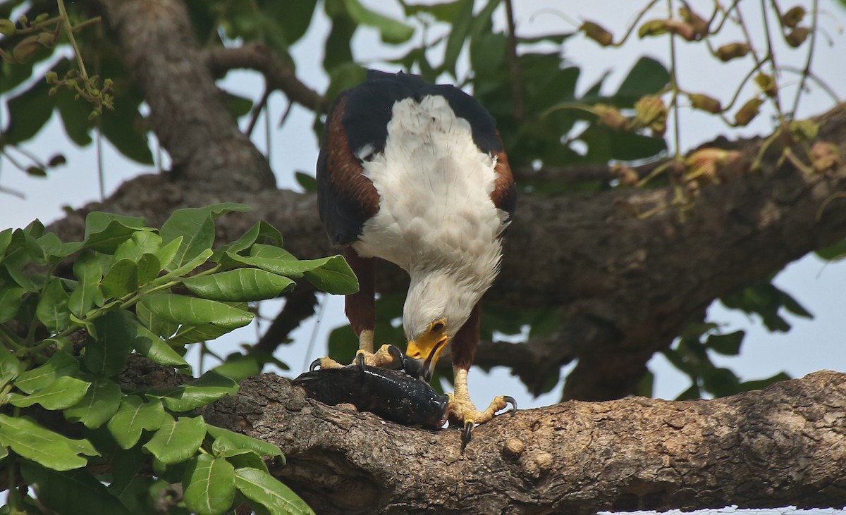 African Fish-Eagle - ML146868511