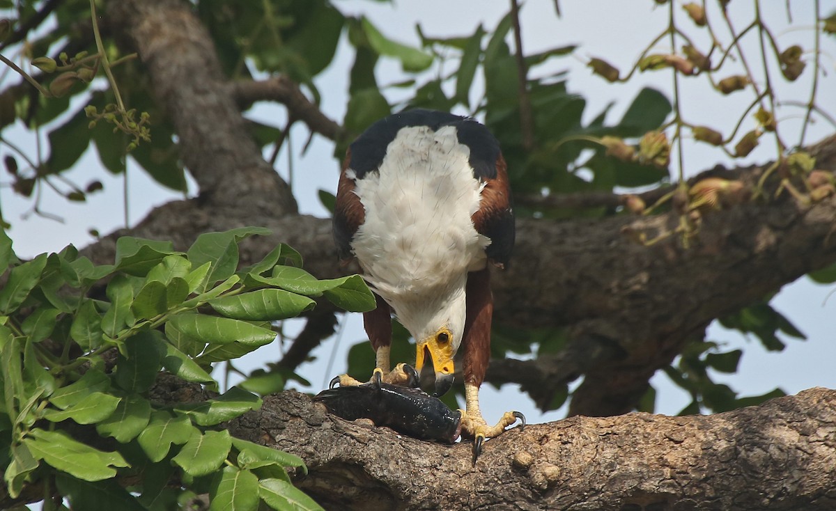 African Fish-Eagle - ML146868521