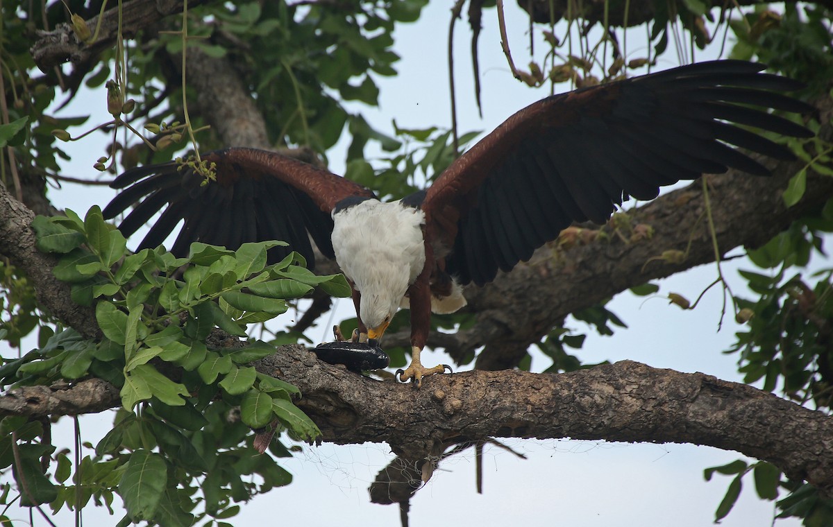 African Fish-Eagle - ML146868551
