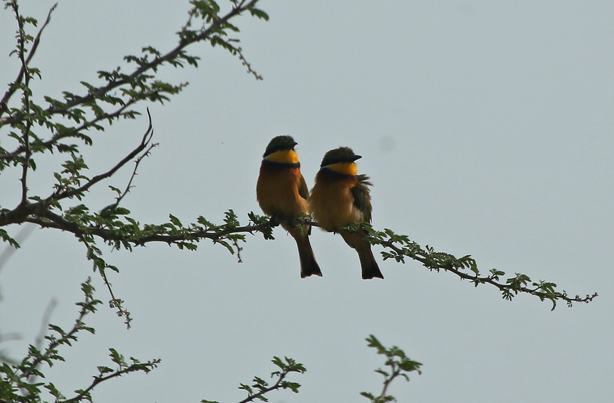 Blue-breasted Bee-eater - ML146869411