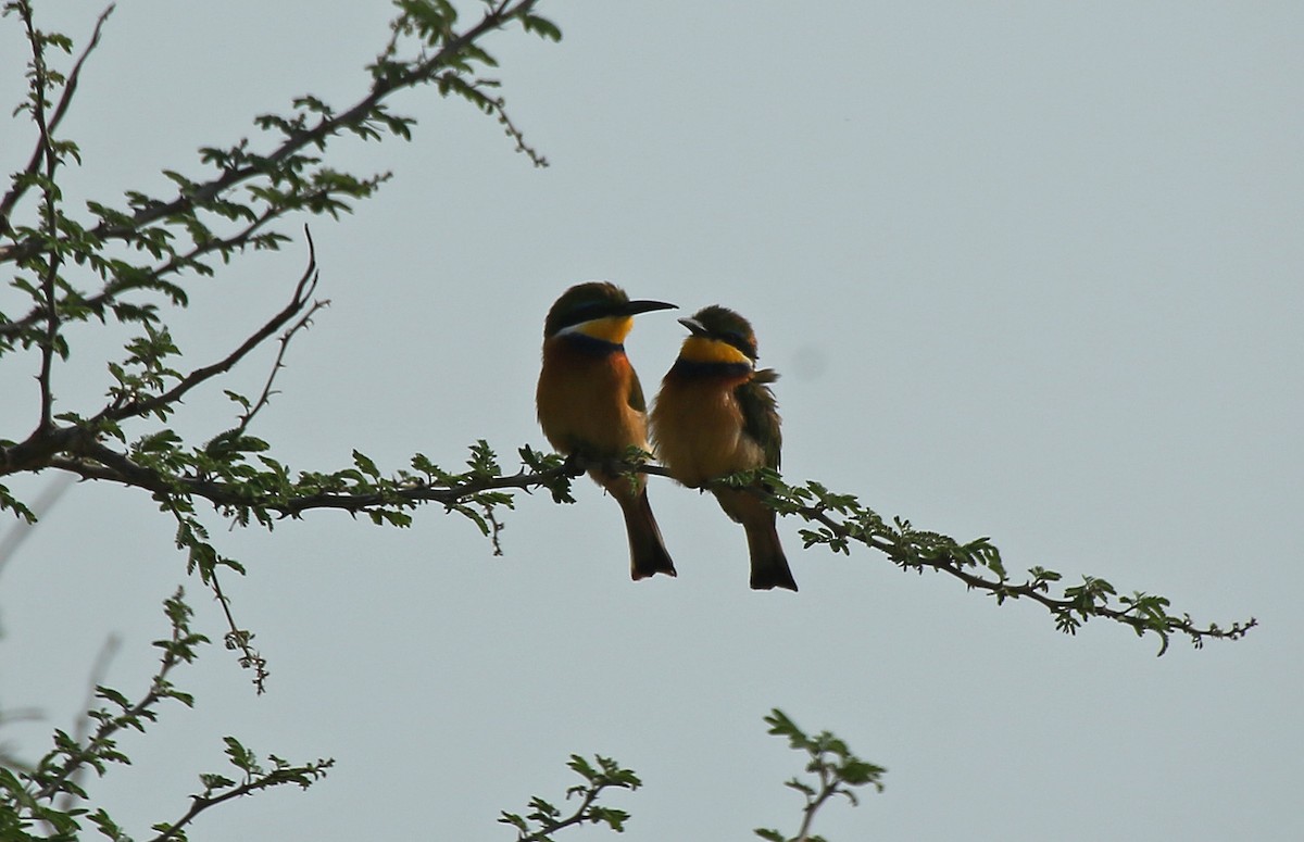 Blue-breasted Bee-eater - Paul Chapman