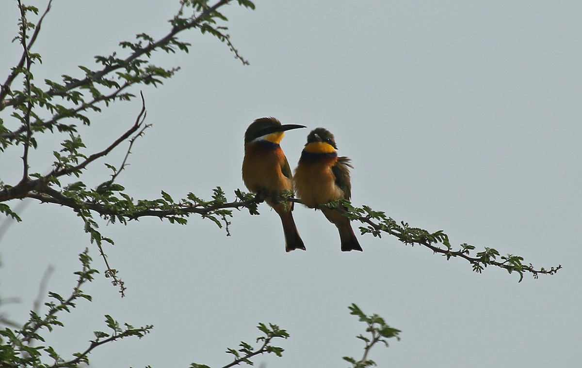 Blue-breasted Bee-eater - ML146869441