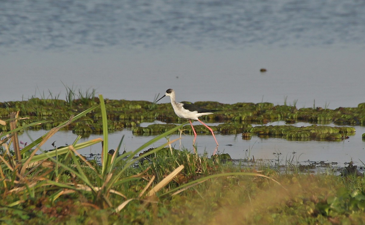 Échasse blanche - ML146869921