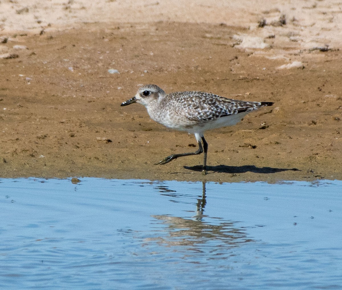 Black-bellied Plover - Mary McSparen